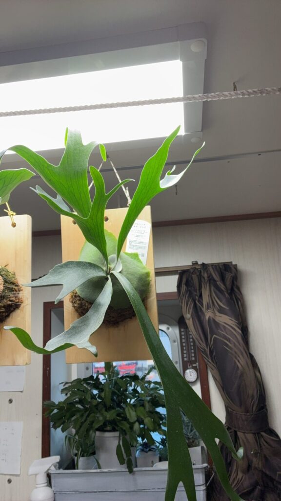 乗船後20日弱のビカクシダ
