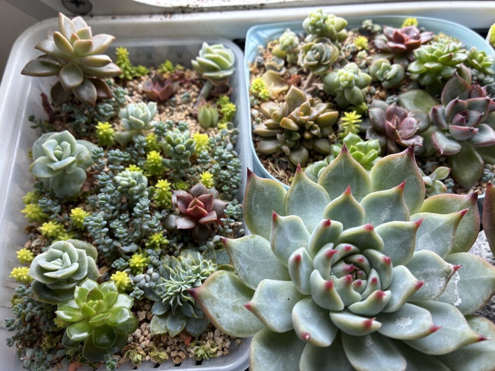 下船前の多肉植物