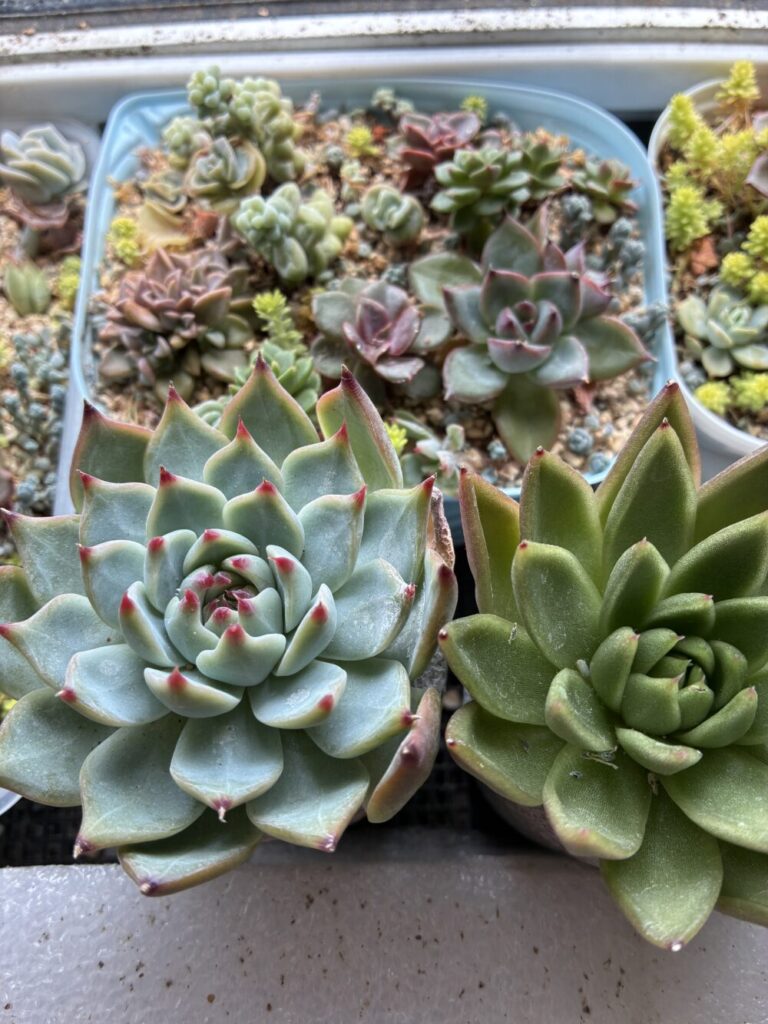 乗船時の多肉植物