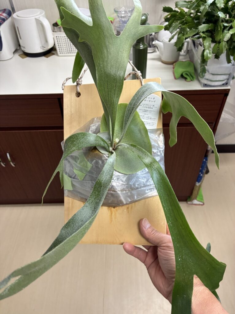 乗船時のネザーランド