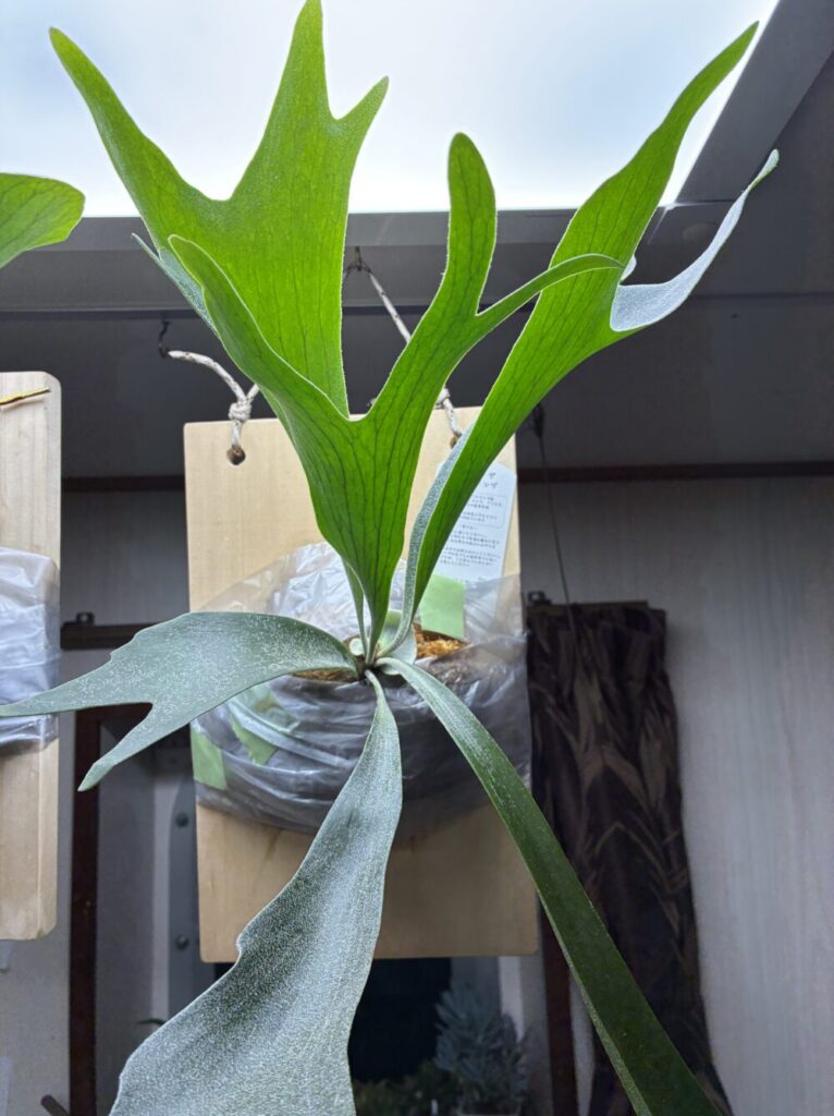 断水前のネザーランド