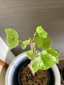 剪定15日後のウンベラータ