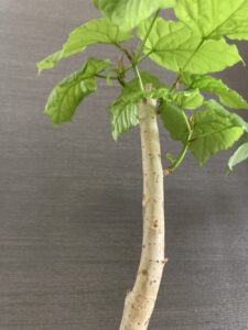 剪定後、やく3ヶ月のウンベラータ