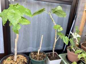 鉢に植え替えたウンベラータ挿し木