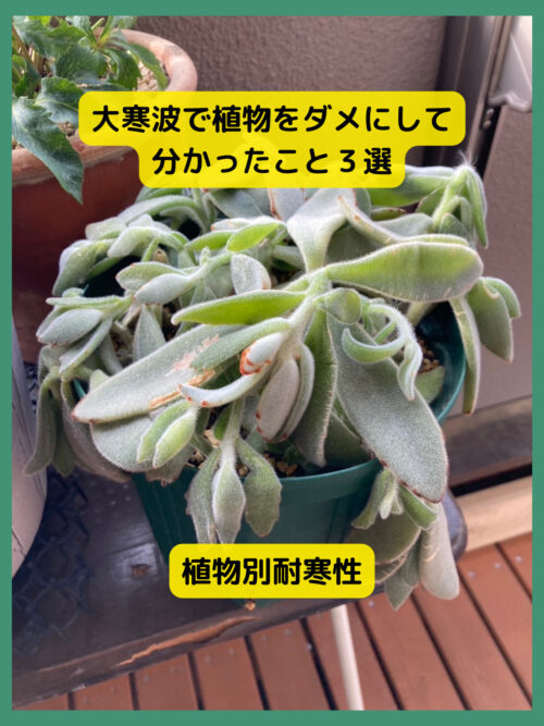 大寒波で植物をダメにした画像