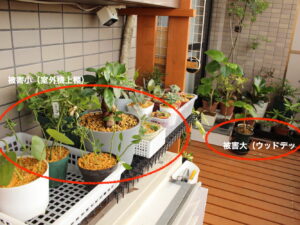 2023年1月の寒波でマンションベランダの植物の置いている場所で被害の差が出た写真
