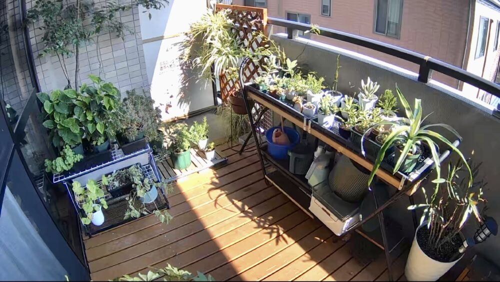 ベランダで育てている植物全体写真