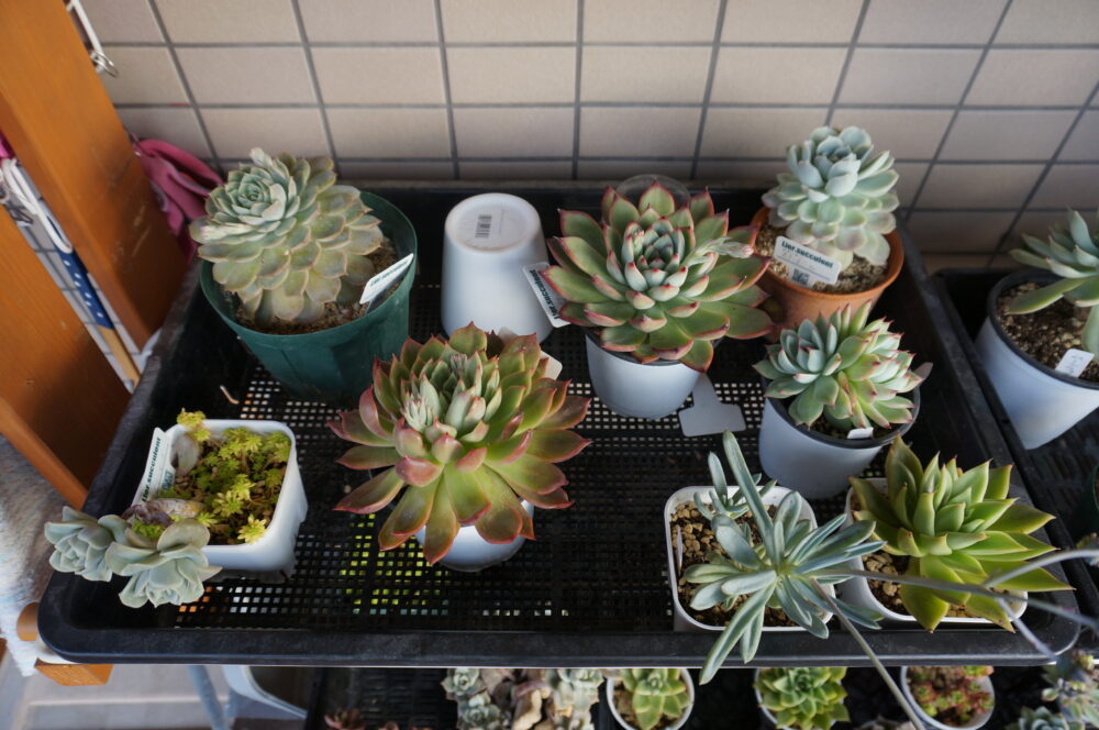 多肉植物の写真(自宅マンション)