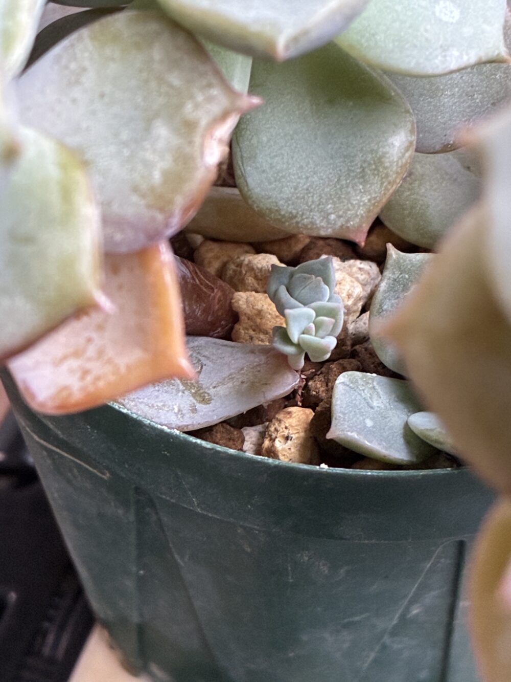 多肉植物(白牡丹)の写真、落ちた葉から芽が出てきた