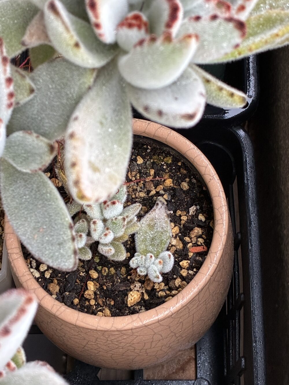 多肉植物(月兎耳)の写真、落ちた葉から芽が出てきた