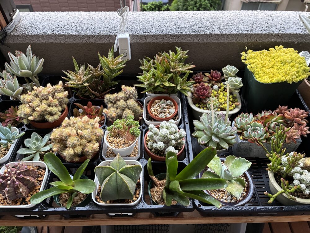ベランダ棚の植物たちの写真