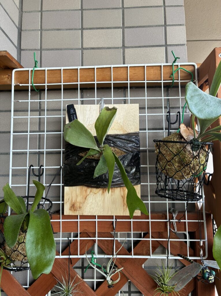 ワイヤーネットに固定した植物の写真