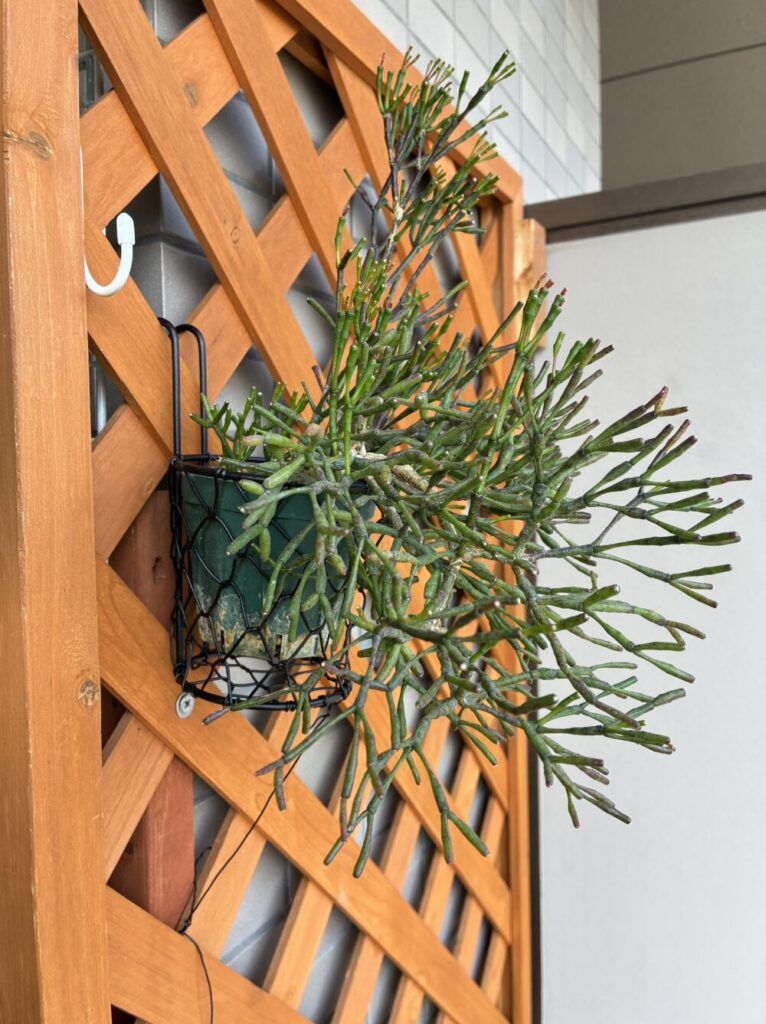 ラティスに固定した植物の写真