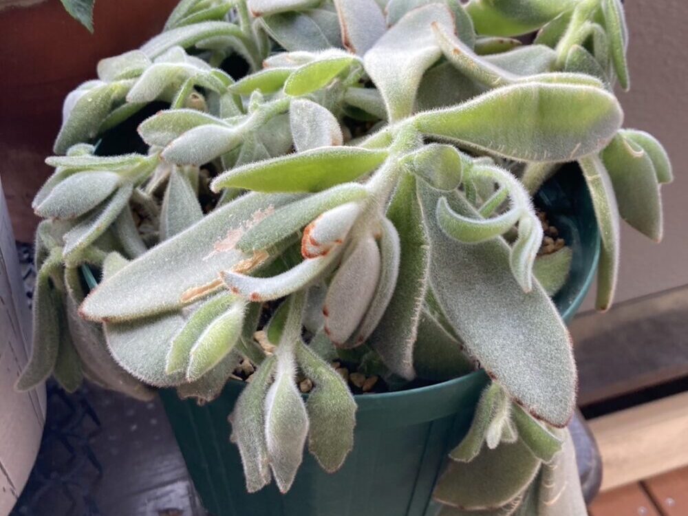 多肉植物(月兎耳)の写真、氷点下の影響でしおれている