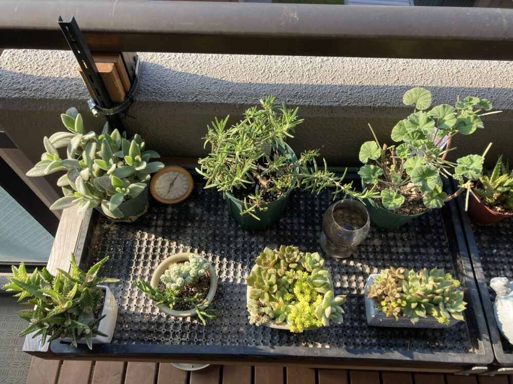 間隔をあけた鉢