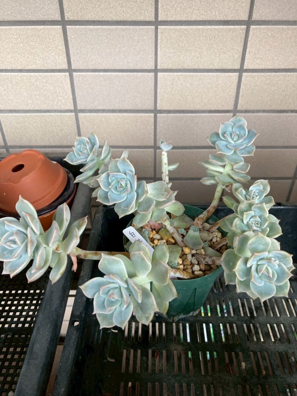 徒長した白牡丹