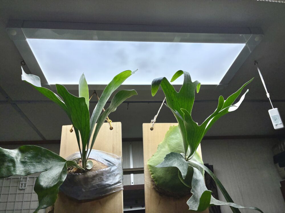 横長植物ライト