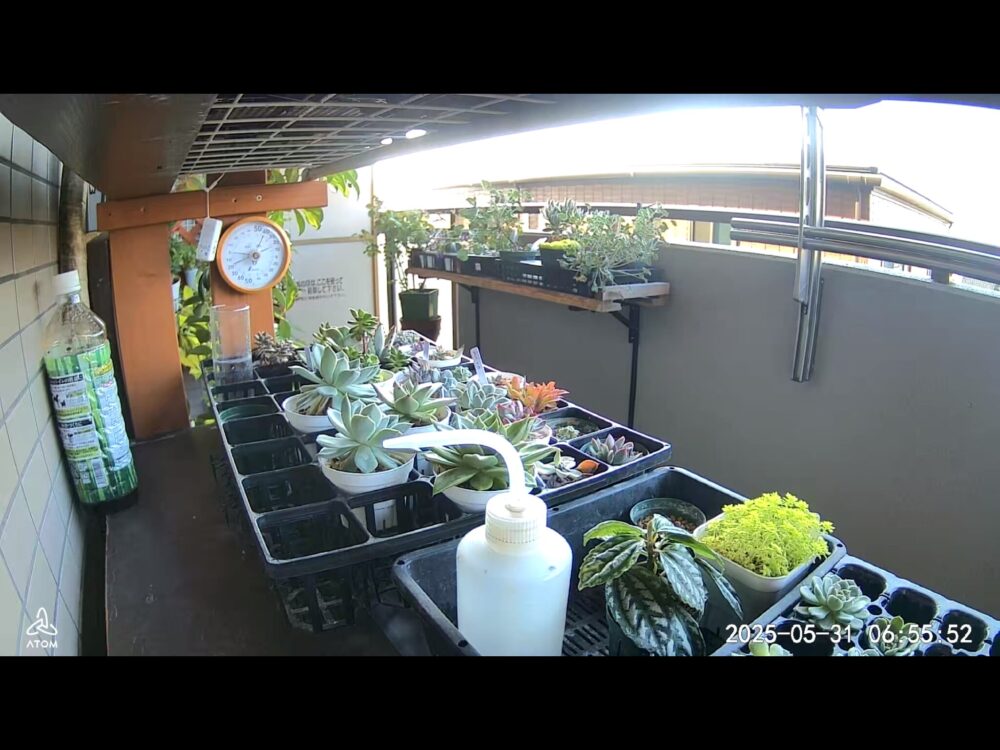 日陰の多肉植物