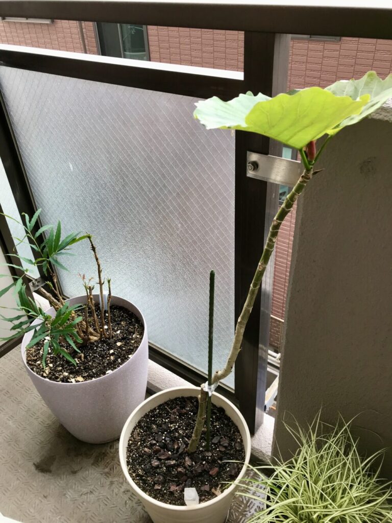 剪定前のウンベラータ