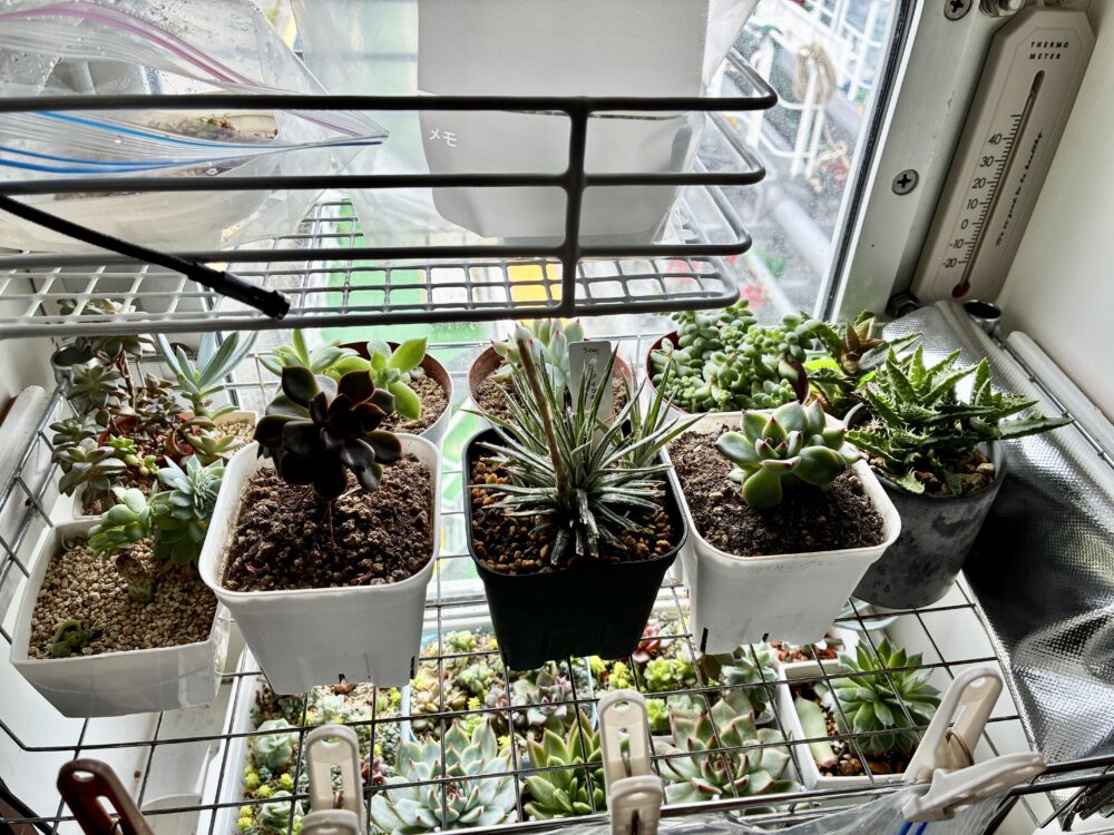スチール棚に置いた多肉植物
