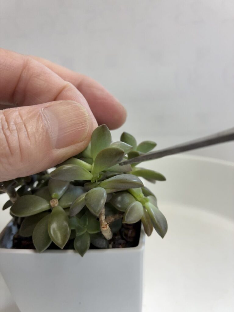 剪定・切り戻ししている多肉植物