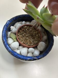 桃太郎(多肉植物)の胴切り