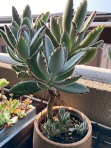 茎が太くなった月兎耳
