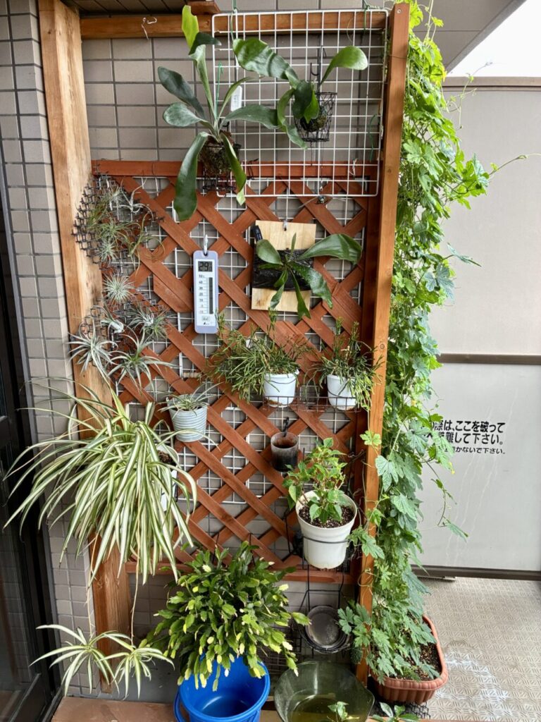 ラティス気温