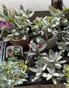 ベランダ棚の月兎耳