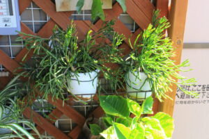 ラティス棚の猿恋足