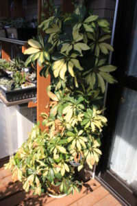 一部の葉が枯れたシェフレラ