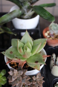 葉にシミができたトパーズ