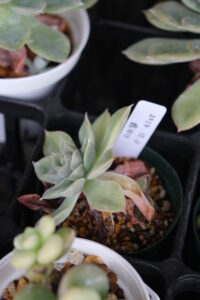 下葉がかれたムーンフェアリー