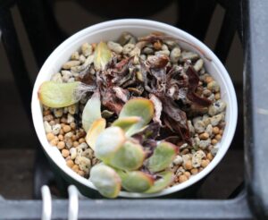 枯れた花うらら