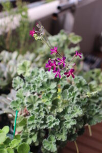 開花したペラゴニウム・シドイデス