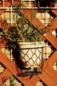 剪定後の猿恋足