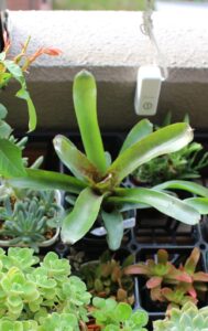 ベランダ棚のネオレゲリア