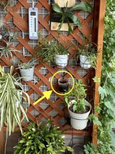 ラティス棚の竹酢液容器