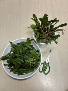 強剪定したシャコバサボテン