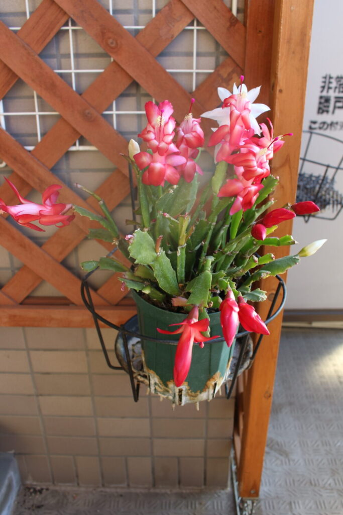 シャコバサボテン