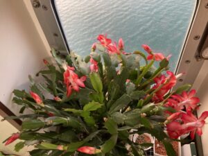 開花したシャコバサボテン
