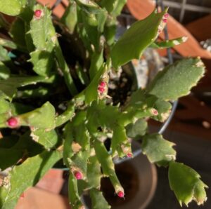 小さな蕾がつき始めたシャコバサボテン