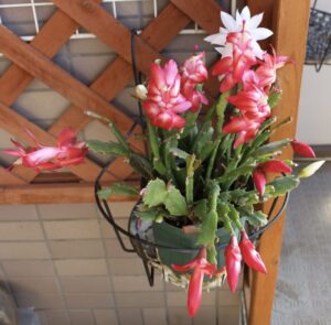 開花したシャコバサボテン