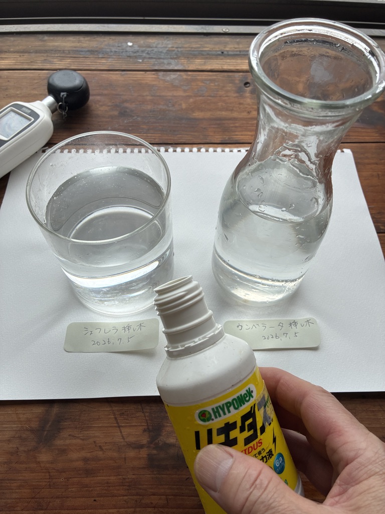 水挿し瓶2つと活力液のボトル。ウンベラータ挿し木・シェフレラ挿し木のラベル付き