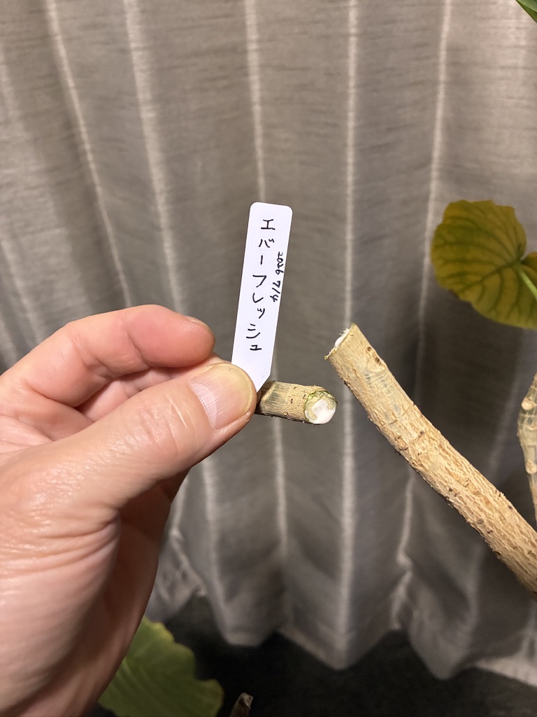ウンベラータの切り口からにじみ出る白い樹液のアップ