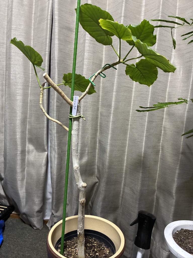 剪定後のウンベラータの元株。切り口が複数残り、これから空き部屋で育てる