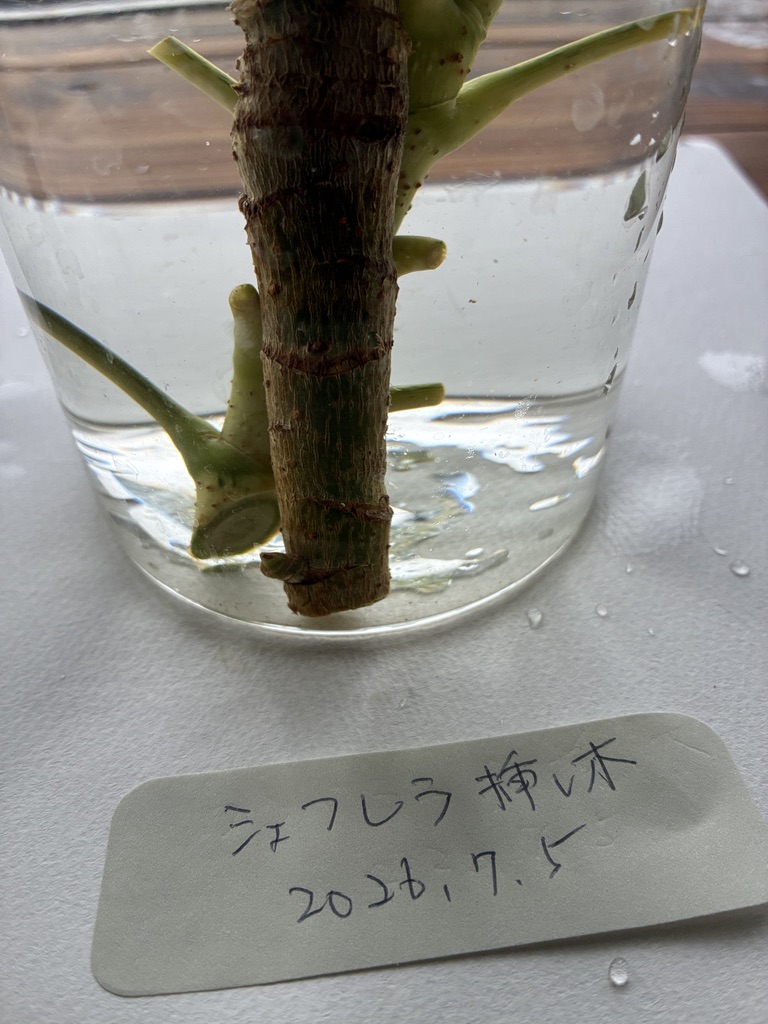 水に挿したシェフレラの挿し穂。切り口や節がよく見える